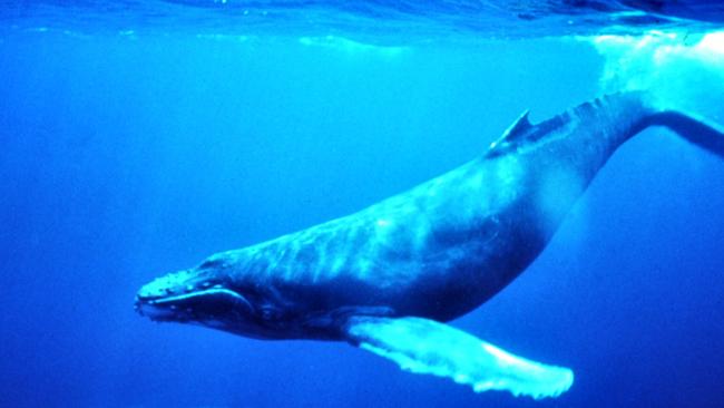 Why should blue whales suffer because people who want wind turbines also want them to be placed somewhere far away, asks Vikki Campion.