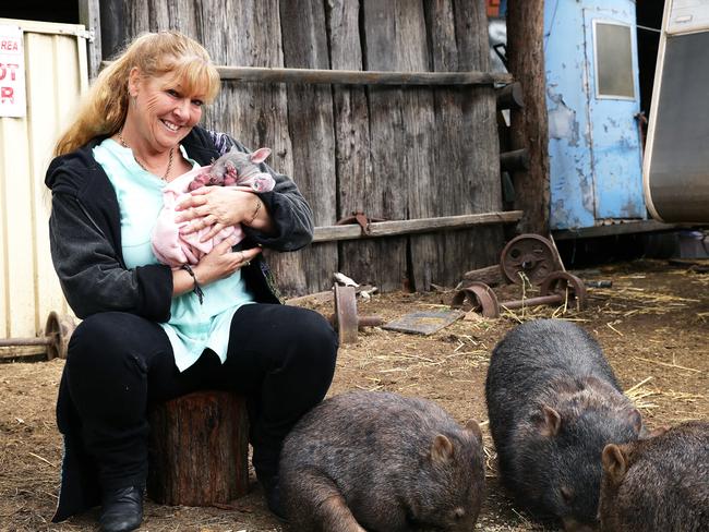 Roz Holme developed a love of wombats from an early age. Picture: Peter Lorimer.