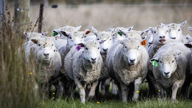 The Lakeys run a livestock operation and meat sales business, and Starlink has transformed their ability to do business online. Picture: Nicole Cleary