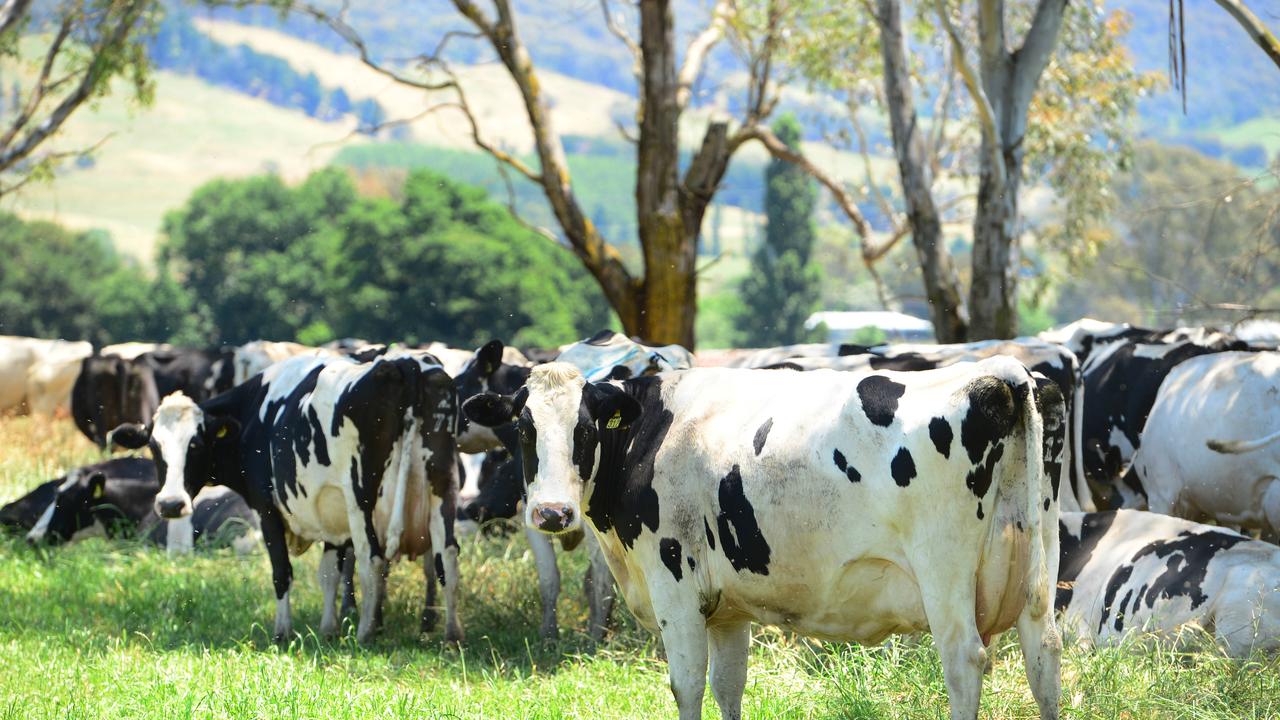 Milk prices to spike as farmers battle floods, pandemic, cost of living ...