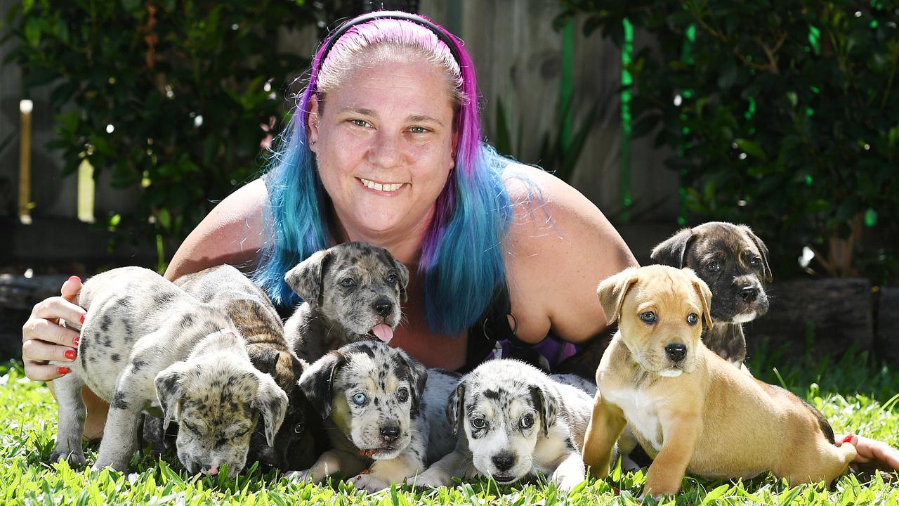 how much does it cost to surrender a dog to rspca qld