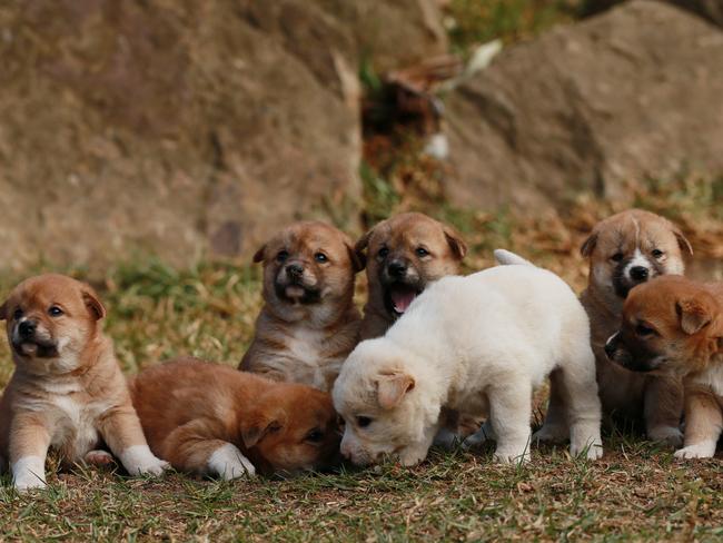 Dingo pups the newest addition to Featherdale Wildlife Park | Daily ...