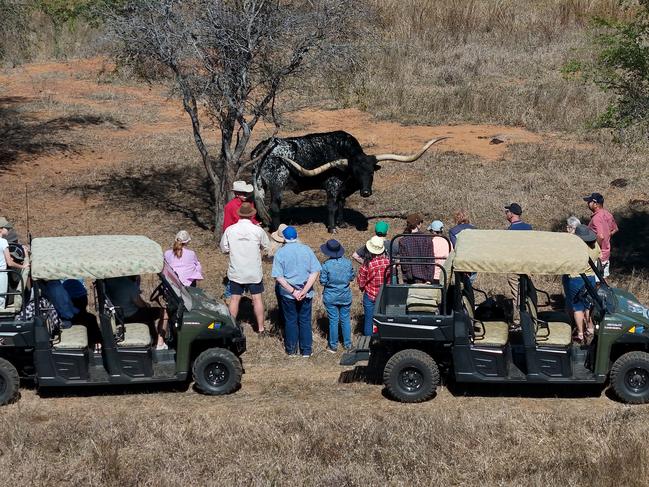 EMBARGOED FOR THE 2024 BUSH SUMMIT COVERAGE. CONTACT ANTHONY REGINATO ON THE COURIER MAIL PICTURE DESK BEFORE USE. CHARTERS TOWERS, QUEENSLAND. Mick and Lynda Bethel run Texas Longhorn tours on their property outside Charters Towers, giving visitors an up-close experience with the longest horned cattle in the world that are direct descendants of the millions of Texas Longhorns that walked in the great trail herds from Texas in the late 1800s. Picture: Toby Zerna