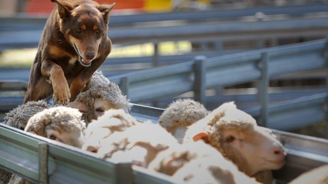 Kelpie running on sales sheep