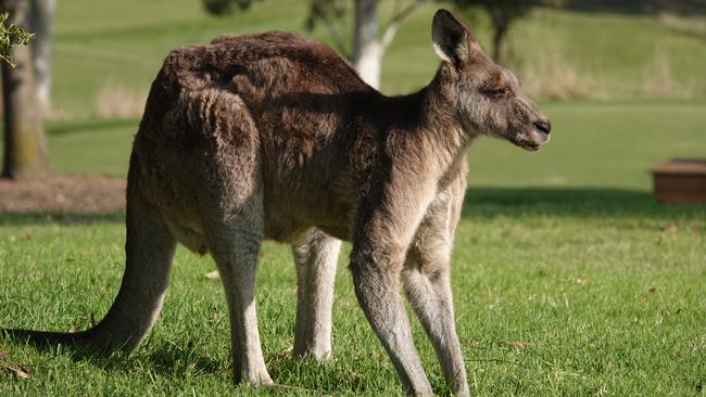 Tash Bassett campaigning against the culling of the Kangaroos at Heritage Golf and Country Club at Chirnside Park. A MUCH-LOVED kangaroo is at risk of being killed, after a popular suburban golf course was authorised to conduct a mass cull on the property.Protestors lined the grounds of the Heritage Golf and Country Club at Chirnside Park on Tuesday evening, after neighbours were informed that a cull would take place. Picture: Alex Coppel.