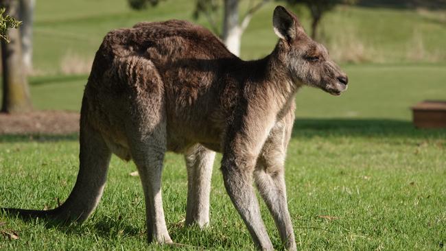 Total roo-bish: Australia fights US kangaroo bans