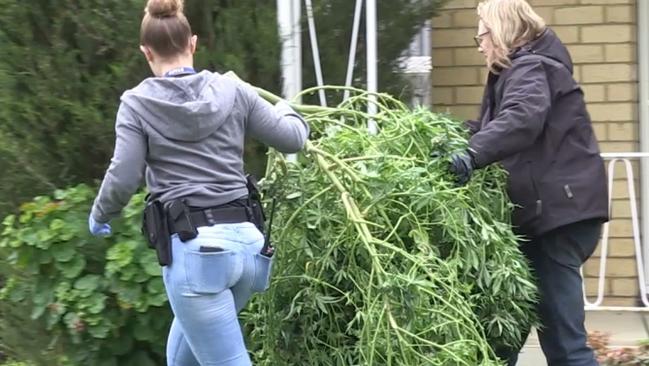 Police found 95 cannabis plants in the Lalor house. (Generic photo)