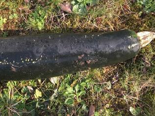 Zucchini, not a bomb. Picture: AP