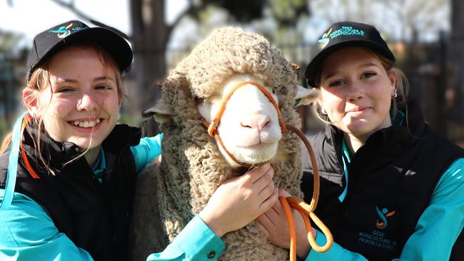 Greater Shepparton Secondary College Year 10 Agriculture students Amber McCauley and Mynah Huddle with their sheep Leslie, which is part of the Wether Challenge.