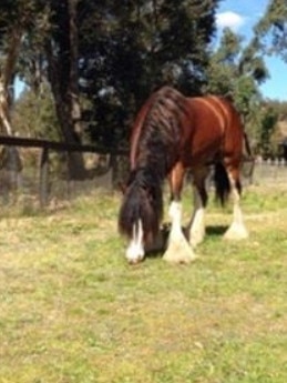 Achilles was reported missing from his Putty property on October 1. Credit: NSW Police