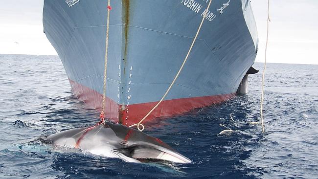 Sea Shepherd Says This Year It Won't Send Ships To Disrupt Japanese Whalers