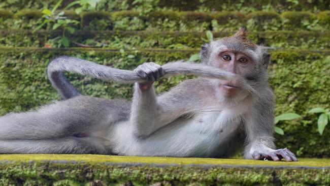 Monkey’s take on Titanic a winner
