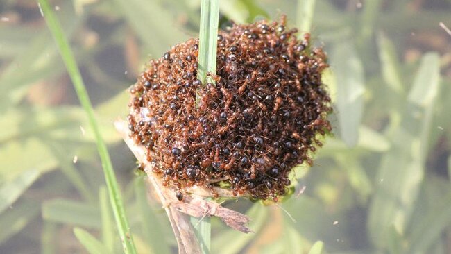 Fire ants “rafting” on the northern Gold Coast. Picture: Supplied.