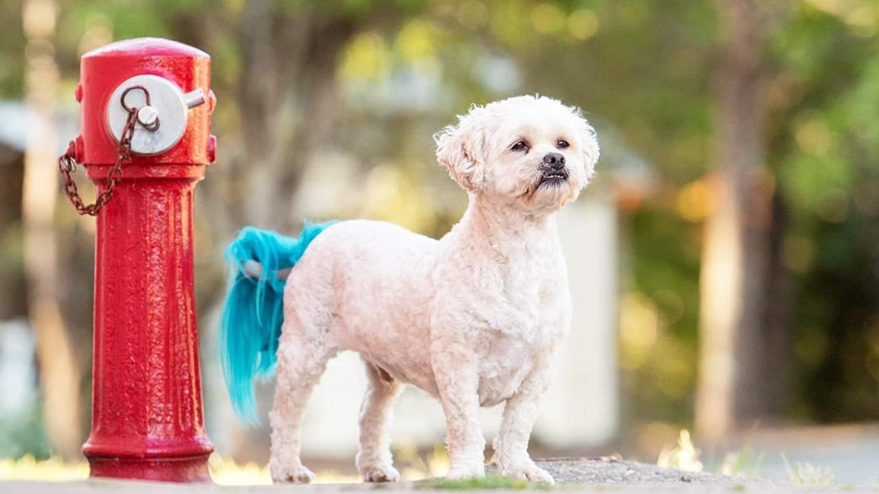 Bentley is Nicole Stephenson's shoodle (shih tzu x poodle). 