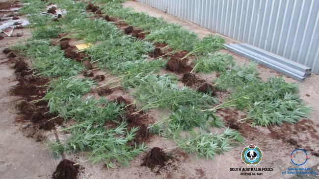 A cannabis crop found in MacDonald Park.