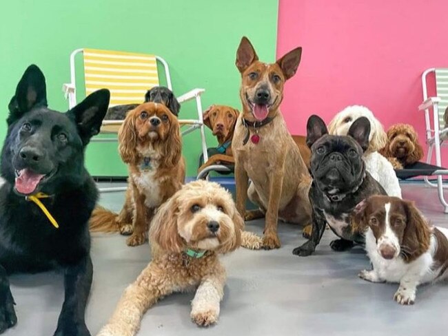 Canine friends at the Doggy Day Care Brisbane centre in West End. Picture: instagram.com/doggydaycarebrisbane