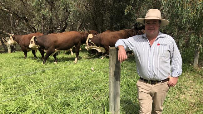 Poll Hereford breeder Marc Greening is upbeat about the outlook for bull demand and doesn’t see the market dipping anytime soon. Picture: Sarah Hudson