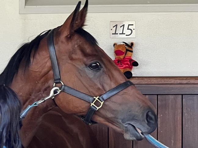 Just Fine, dubbed “the people's horse" at the Melbourne Cup. Picture: Alexandra Feiam