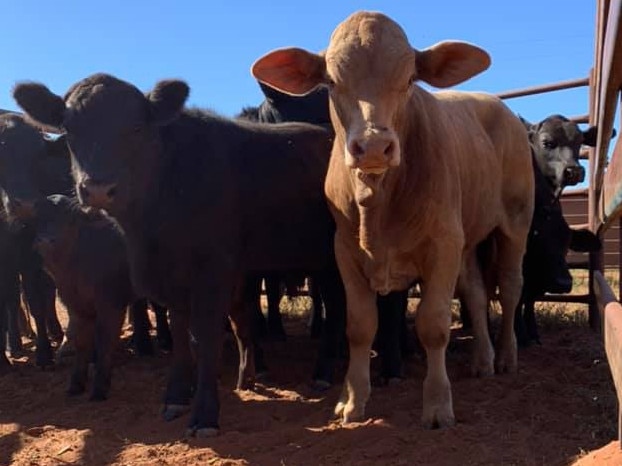 Tay Luckraft - Drafting cattle at Yakara Station, Thargomindah.