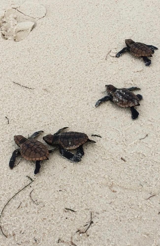 Turtles, including the endangered loggerhead, nest on the island’s ocean beach.