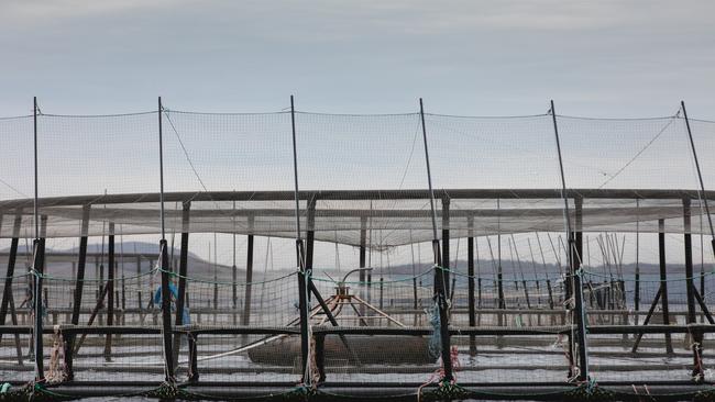 A Huon Aquaculture fish pen moored at its Yellow Bluff lease in Storm Bay. Picture: Huon Aquaculture