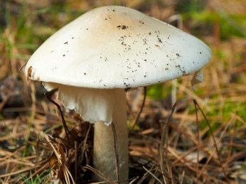 A potentially fatal death cap mushroom.