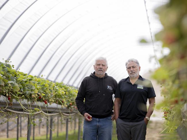 Adelaide Hills berry farm brothers, Sam and Dominic (t-shirt) Virgara walking through strawberries that cannot be picked and sold because they are on the edge of the fruit fly zone. Picture: Brett Hartwig