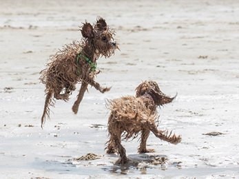 There is no hurdle too high for Lola the cavoodle when she takes her visitors to the Gold Coast beach – including her visiting litter sister Bailey from Brisbane. Submitted by Kerrie Brailsford.