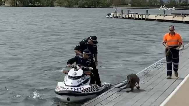 Police jetski rescue foiled by stubborn swimming kangaroo