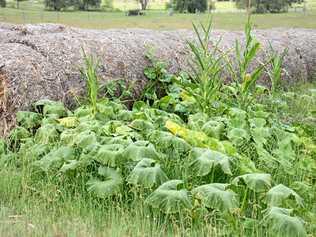 The seeds from the corn stubble have started a vegie garden at Greymare. Picture: Gerard Walsh