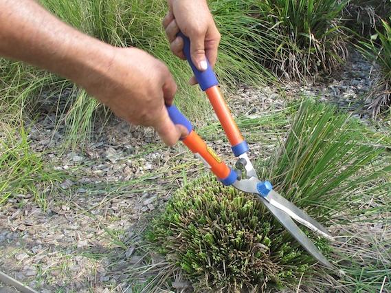 Use-sharp-shears-to-prune-grassy-and-strap-leaf-plants Ornamental Grasses For Life Open Garden Aug 15 Image supplied