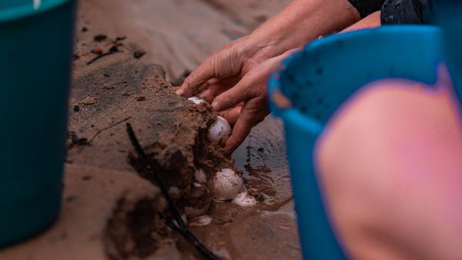 Sea turtle nests are under threat from increased tides and erosion of their nests, according to NSW TurtleWatch. Beachgoers are being asked to look out for hatchlings making their way to the ocean this nesting season. Picture: Supplied