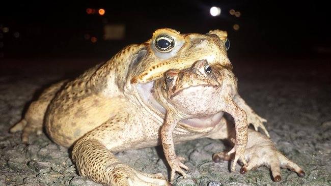 UQ-designed cane toad lure may curb spread thanks to new deal - UQ