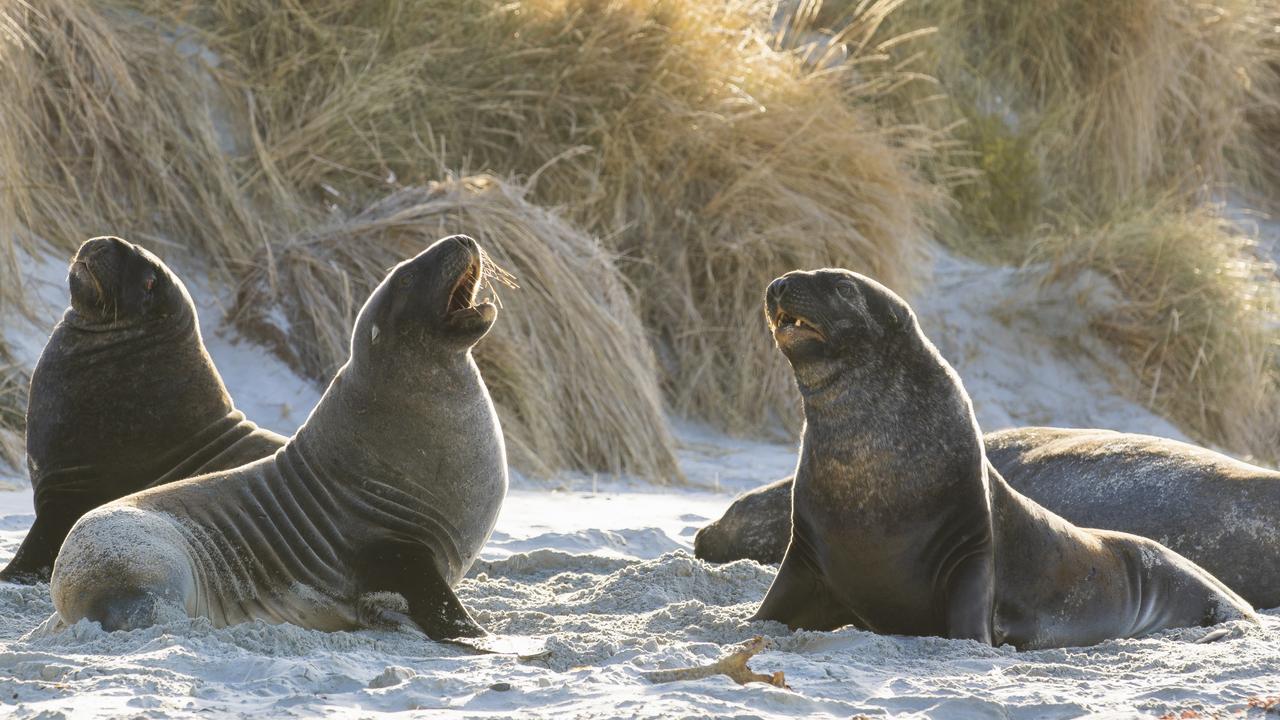 ‘NZ’s best-kept secret’: Plan a wild weekend in Dunedin