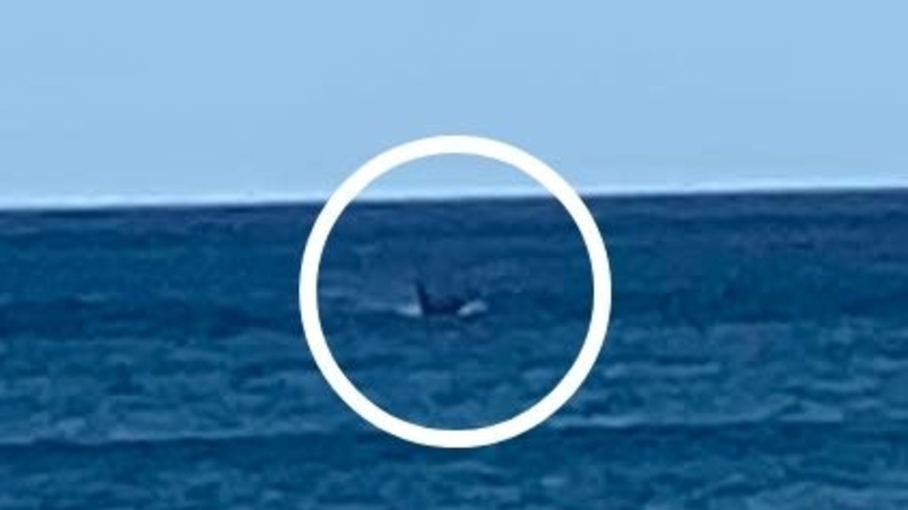 A killer whale has been spotted at Point Roadknight in Anglesea on Wednesday last week. Picture: Facebook