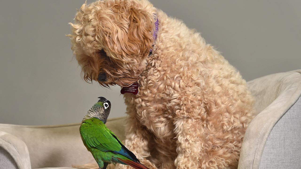 Pebbles the cavoodle and Onni the parrot are great friends and hang out together. Picture: Nicki Connolly.