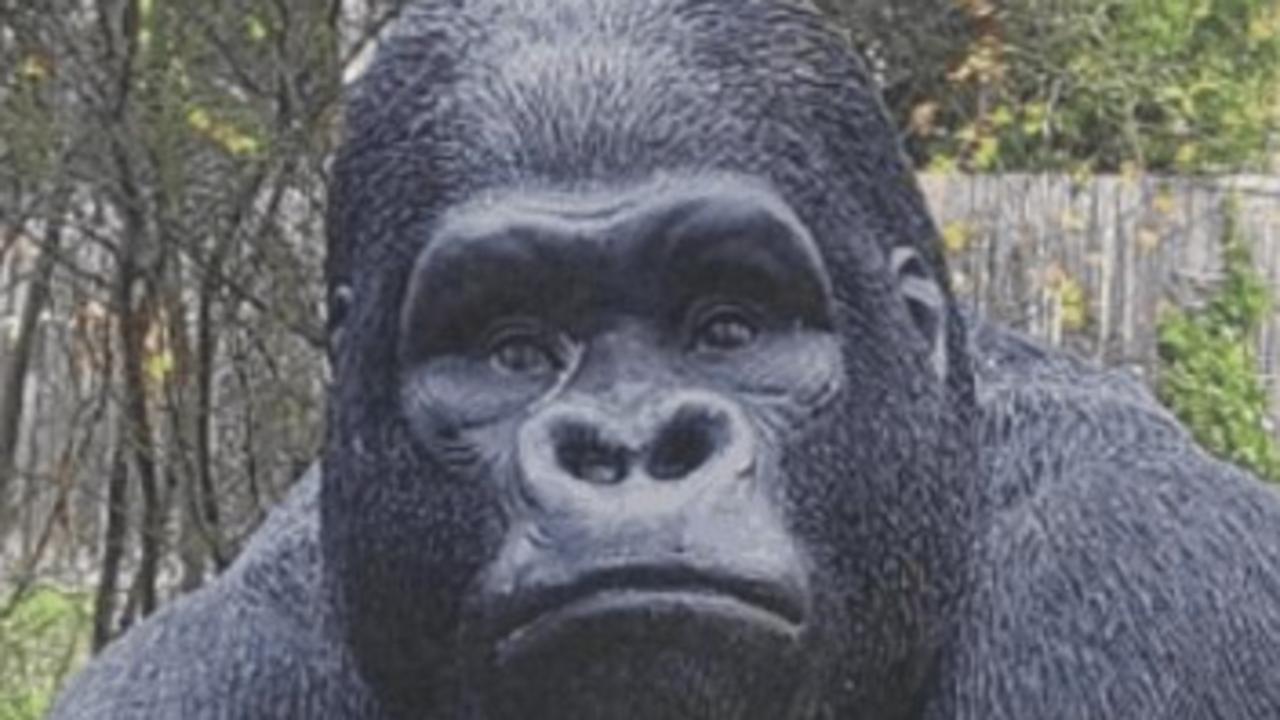 Cops nab alleged ‘Garry the Gorilla’ thief