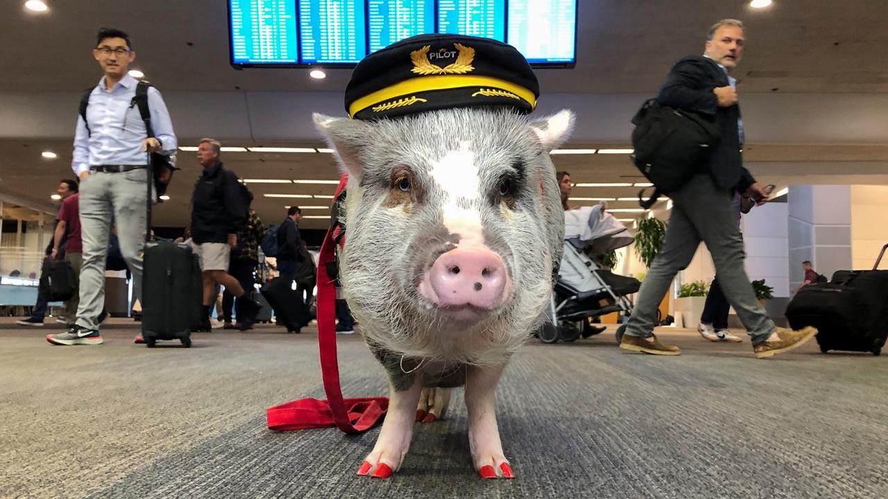 LiLou the therapy pig stands in front of a departures board at San Francisco International Airport in San Francisco, California