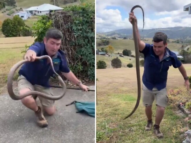 Snake catcher Brandon Gifford had a close call with a massive eastern brown snake at Dayboro. Picture: Stuart McKenzie/Sunshine Coast Snake Catchers 24/7 via Storyful