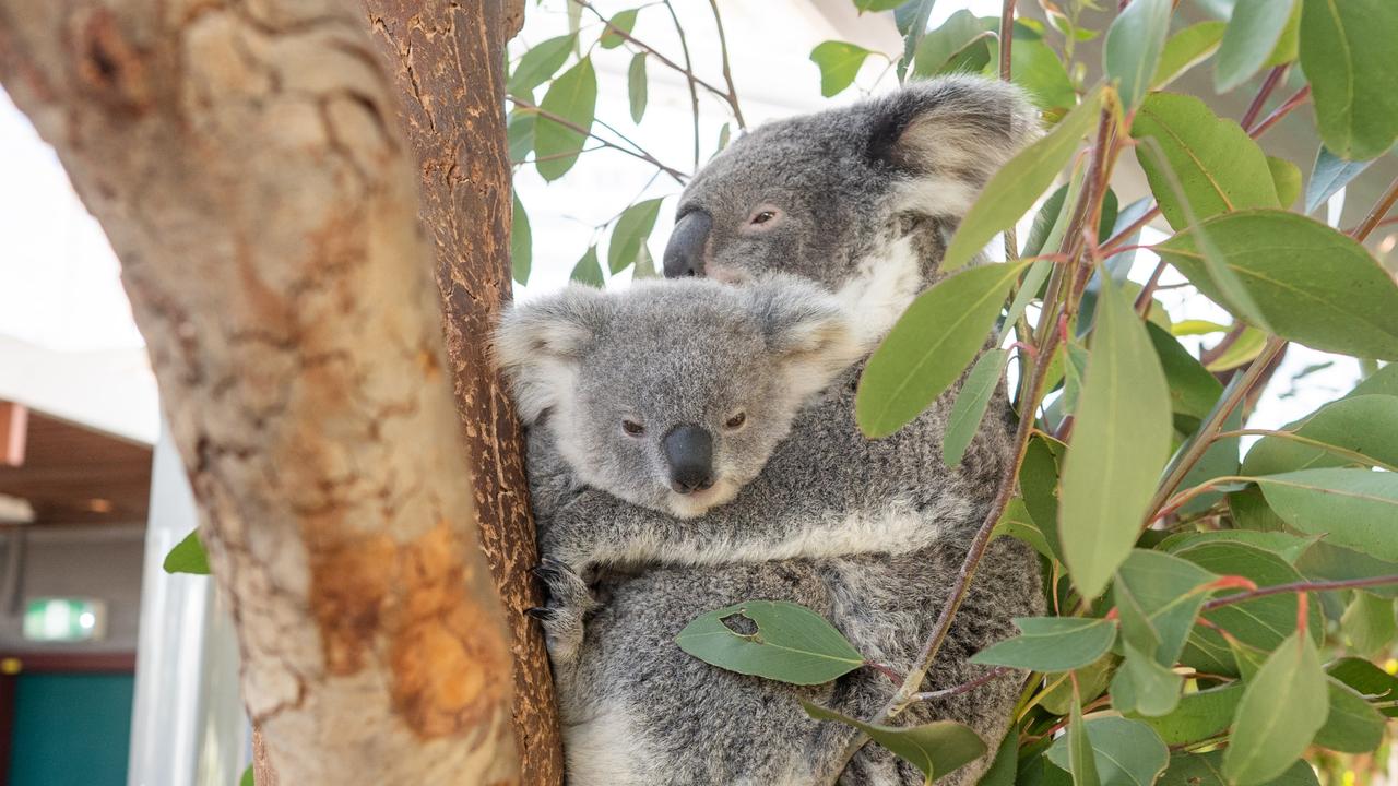 Fox enjoys a cuddle with his mum during the Olympians’ visit. Picture: supplied