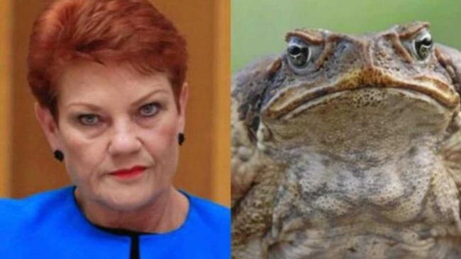 BOUNDARY RIDER: When I first heard Pauline Hanson's luminous thought of paying 10 cents for every toad that was killed, I thought it was a joke. Picture: Contributed