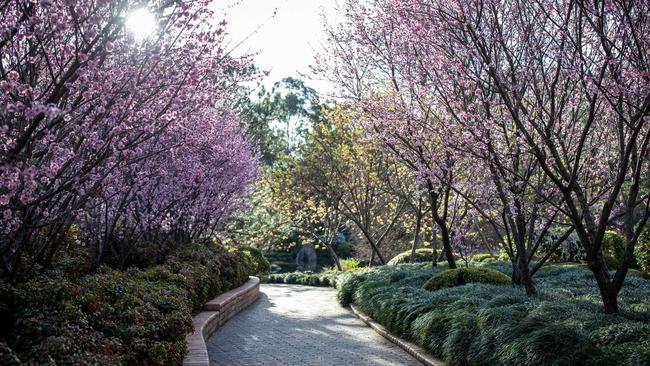 Auburn Botanic Gardens’ cherry blossoms flowered right on time for the festival. Picture: Christian Gilles