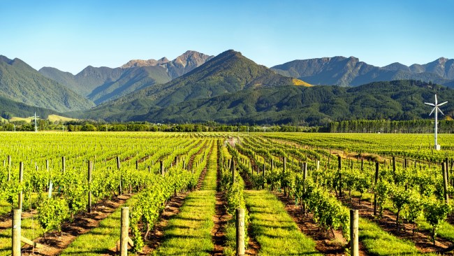 7 best wineries in Marlborough NZ to visit