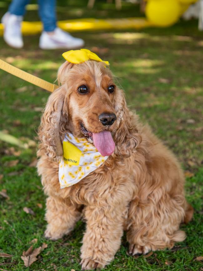 Winnie, a golden cocker spaniel from Ray White Mount Gambier. Picture: Supplied