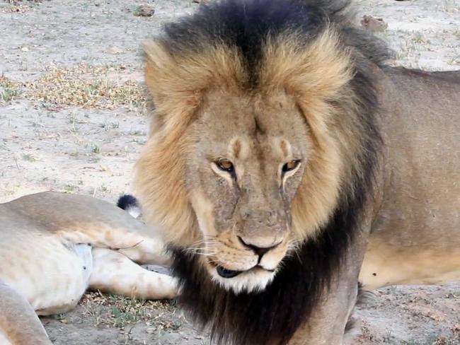 Shot dead ... Protected lion known as Cecil strolls around in Hwange National Park, in Hwange, Zimbabwe. Picture: AP