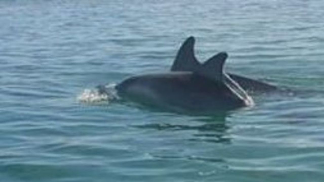 Dolphins Delight Kayaker Off Port Noarlunga, South Australia