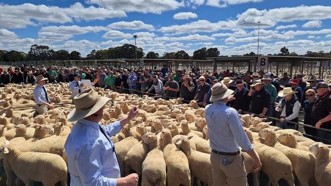 Selling action from the Bendigo first-cross ewe sale.