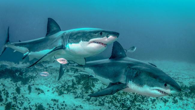 Great white sharks at Neptune Islands off the coast of Port Lincoln. Pictures: Andrew Fox