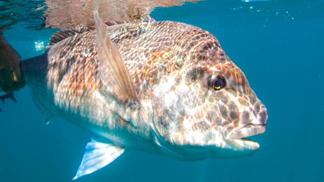 SA Research and Development Institute figures suggest South Australia snapper population remains in troubled waters.