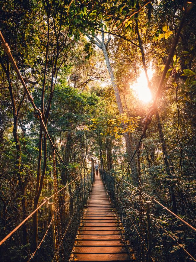 O'Reilly's Tree Top Walk. Picture: Tourism and Events Queensland